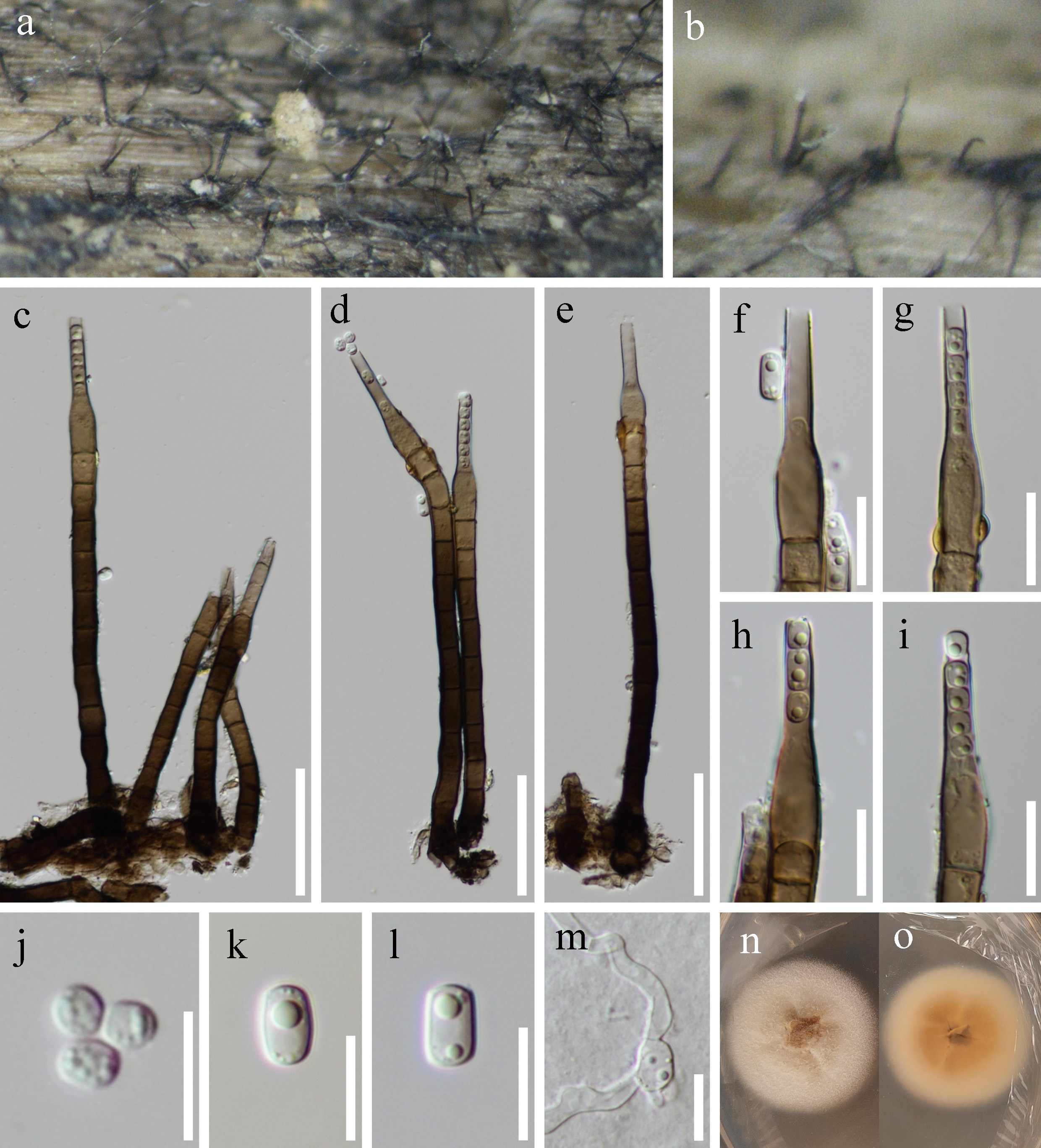Figure 28
